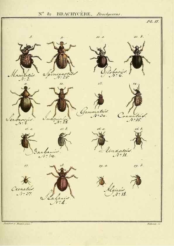 Reproducción/Reproduction 35864747765: Entomologie, ou, Histoire naturelle des insectes :. A Paris :De l'Imprimerie de Baudoin,1789-1808.