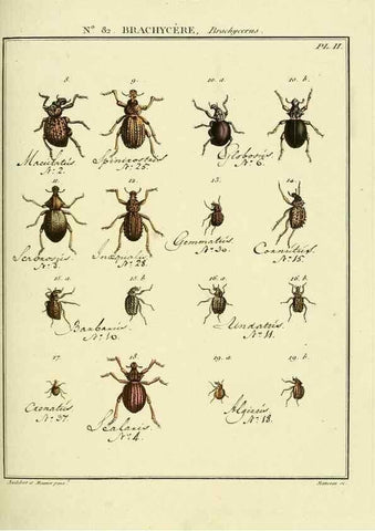 Reproducción/Reproduction 35864747765: Entomologie, ou, Histoire naturelle des insectes :. A Paris :De l'Imprimerie de Baudoin,1789-1808.
