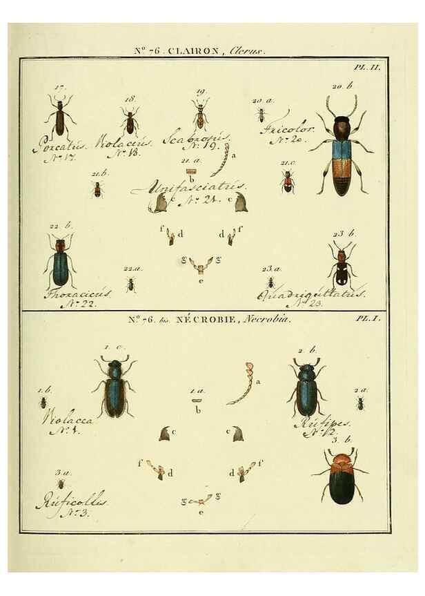 Reproducción/Reproduction 35864718905: Entomologie, ou, Histoire naturelle des insectes :. A Paris :De l'Imprimerie de Baudoin,1789-1808.