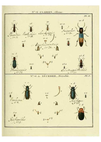 Reproducción/Reproduction 35864718905: Entomologie, ou, Histoire naturelle des insectes :. A Paris :De l'Imprimerie de Baudoin,1789-1808.
