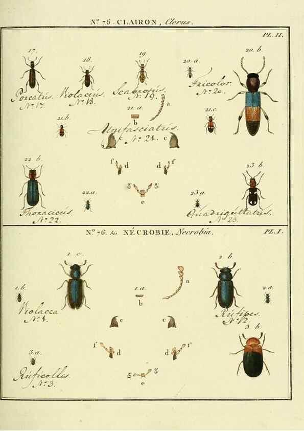 Reproducción/Reproduction 35864718905: Entomologie, ou, Histoire naturelle des insectes :. A Paris :De l'Imprimerie de Baudoin,1789-1808.