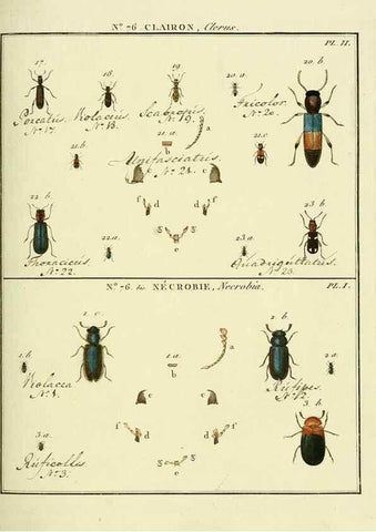 Reproducción/Reproduction 35864718905: Entomologie, ou, Histoire naturelle des insectes :. A Paris :De l'Imprimerie de Baudoin,1789-1808.