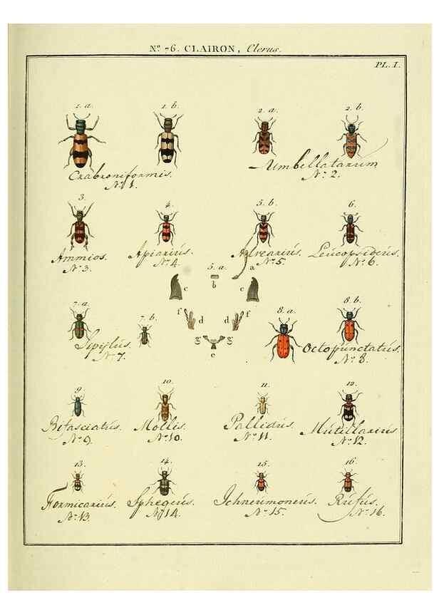Reproducción/Reproduction 35824056096: Entomologie, ou, Histoire naturelle des insectes :. A Paris :De l'Imprimerie de Baudoin,1789-1808.