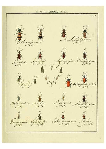 Reproducción/Reproduction 35824056096: Entomologie, ou, Histoire naturelle des insectes :. A Paris :De l'Imprimerie de Baudoin,1789-1808.