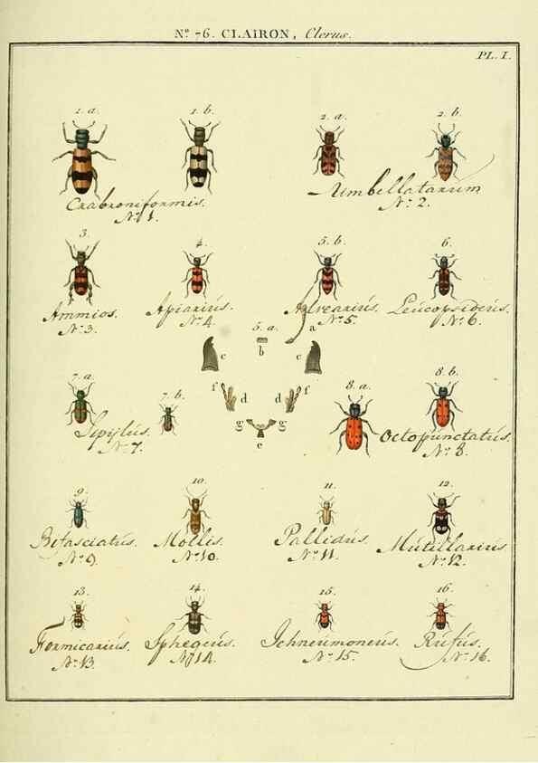 Reproducción/Reproduction 35824056096: Entomologie, ou, Histoire naturelle des insectes :. A Paris :De l'Imprimerie de Baudoin,1789-1808.