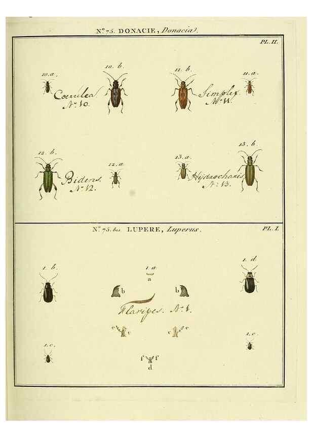 Reproducción/Reproduction 35824054726: Entomologie, ou, Histoire naturelle des insectes :. A Paris :De l'Imprimerie de Baudoin,1789-1808.