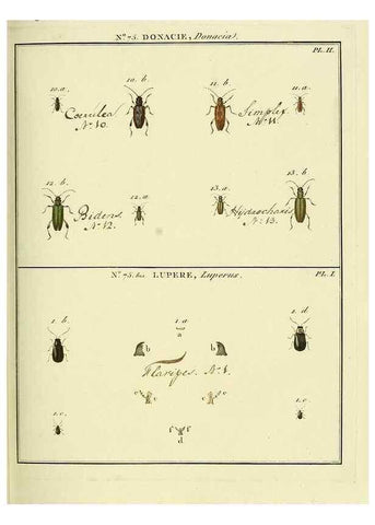 Reproducción/Reproduction 35824054726: Entomologie, ou, Histoire naturelle des insectes :. A Paris :De l'Imprimerie de Baudoin,1789-1808.