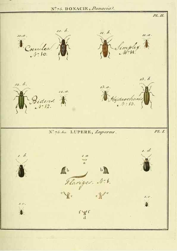 Reproducción/Reproduction 35824054726: Entomologie, ou, Histoire naturelle des insectes :. A Paris :De l'Imprimerie de Baudoin,1789-1808.