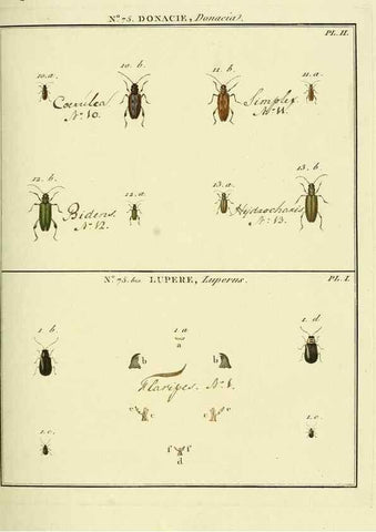 Reproducción/Reproduction 35824054726: Entomologie, ou, Histoire naturelle des insectes :. A Paris :De l'Imprimerie de Baudoin,1789-1808.