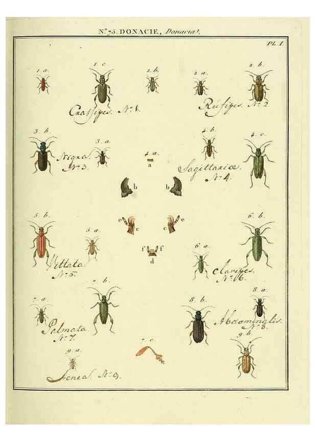 Reproducción/Reproduction 35824053886: Entomologie, ou, Histoire naturelle des insectes :. A Paris :De l'Imprimerie de Baudoin,1789-1808.