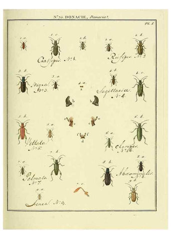 Reproducción/Reproduction 35824053886: Entomologie, ou, Histoire naturelle des insectes :. A Paris :De l'Imprimerie de Baudoin,1789-1808.