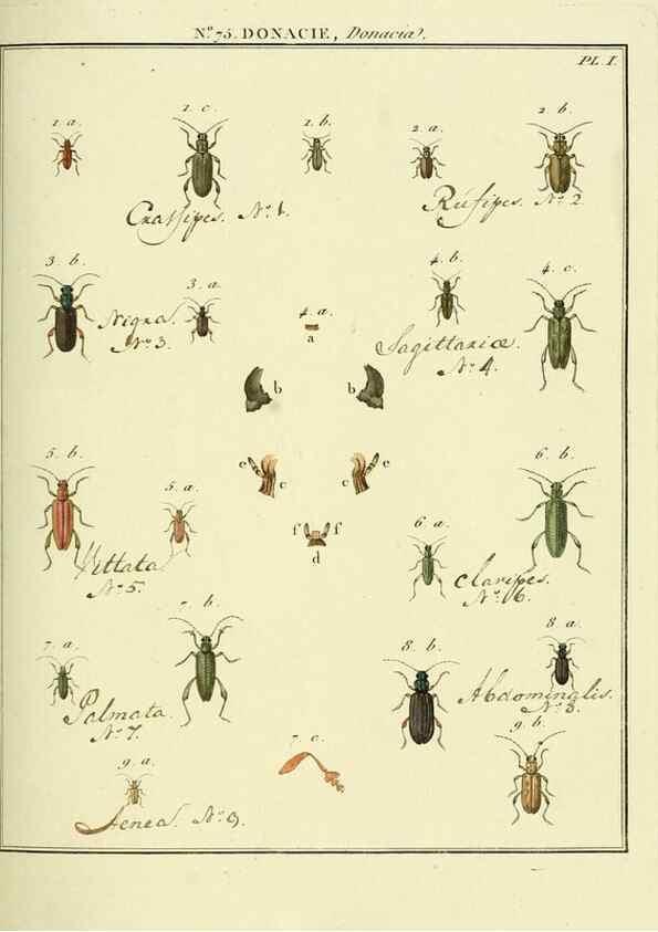 Reproducción/Reproduction 35824053886: Entomologie, ou, Histoire naturelle des insectes :. A Paris :De l'Imprimerie de Baudoin,1789-1808.