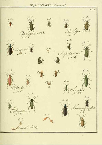 Reproducción/Reproduction 35824053886: Entomologie, ou, Histoire naturelle des insectes :. A Paris :De l'Imprimerie de Baudoin,1789-1808.