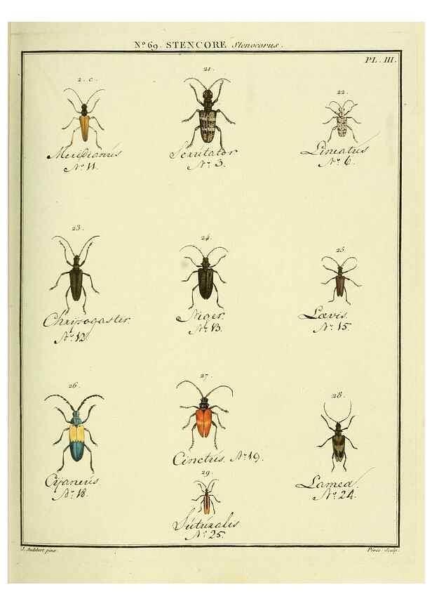 Reproducción/Reproduction 35732854281: Entomologie, ou, Histoire naturelle des insectes :. A Paris :De l'Imprimerie de Baudoin,1789-1808.