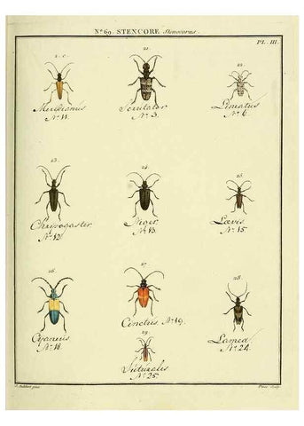 Reproducción/Reproduction 35732854281: Entomologie, ou, Histoire naturelle des insectes :. A Paris :De l'Imprimerie de Baudoin,1789-1808.