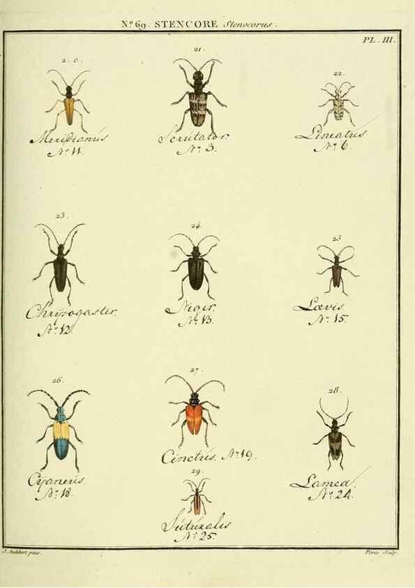 Reproducción/Reproduction 35732854281: Entomologie, ou, Histoire naturelle des insectes :. A Paris :De l'Imprimerie de Baudoin,1789-1808.