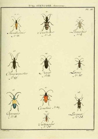 Reproducción/Reproduction 35732854281: Entomologie, ou, Histoire naturelle des insectes :. A Paris :De l'Imprimerie de Baudoin,1789-1808.