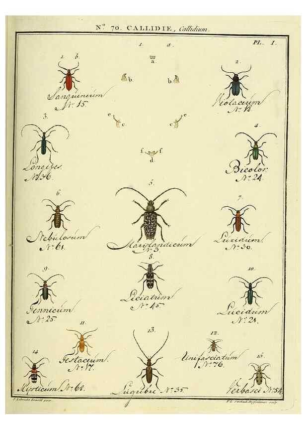 Reproducción/Reproduction 35732855171: Entomologie, ou, Histoire naturelle des insectes :. A Paris :De l'Imprimerie de Baudoin,1789-1808.