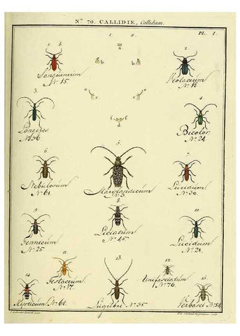 Reproducción/Reproduction 35732855171: Entomologie, ou, Histoire naturelle des insectes :. A Paris :De l'Imprimerie de Baudoin,1789-1808.