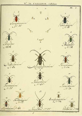 Reproducción/Reproduction 35732855171: Entomologie, ou, Histoire naturelle des insectes :. A Paris :De l'Imprimerie de Baudoin,1789-1808.