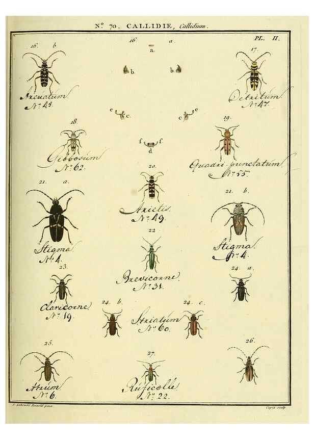 Reproducción/Reproduction 35732856061: Entomologie, ou, Histoire naturelle des insectes :. A Paris :De l'Imprimerie de Baudoin,1789-1808.