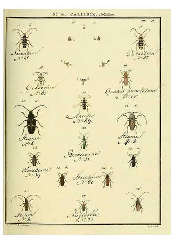Reproducción/Reproduction 35732856061: Entomologie, ou, Histoire naturelle des insectes :. A Paris :De l'Imprimerie de Baudoin,1789-1808.