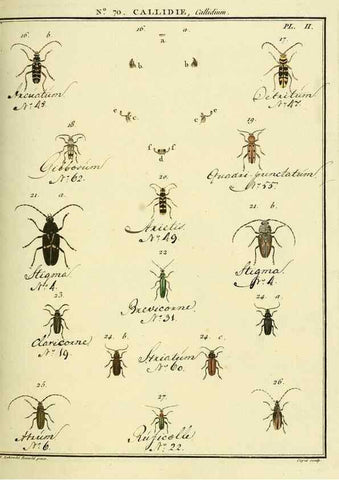 Reproducción/Reproduction 35732856061: Entomologie, ou, Histoire naturelle des insectes :. A Paris :De l'Imprimerie de Baudoin,1789-1808.