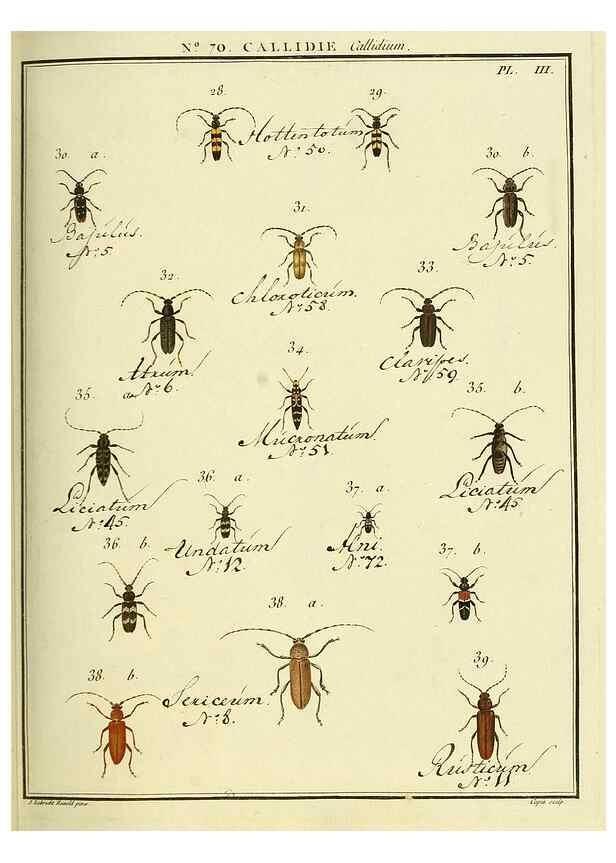 Reproducción/Reproduction 35732857091: Entomologie, ou, Histoire naturelle des insectes :. A Paris :De l'Imprimerie de Baudoin,1789-1808.