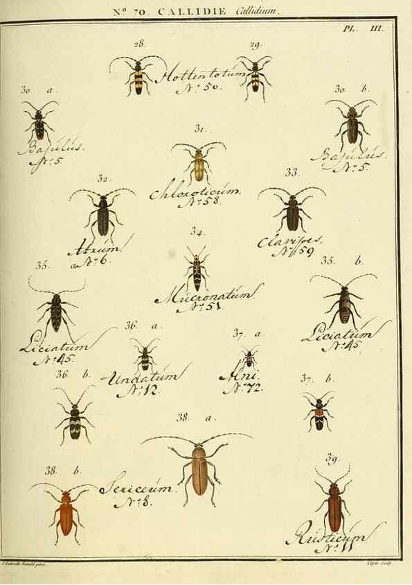 Reproducción/Reproduction 35732857091: Entomologie, ou, Histoire naturelle des insectes :. A Paris :De l'Imprimerie de Baudoin,1789-1808.