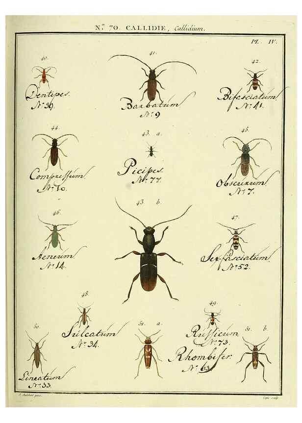 Reproducción/Reproduction 35732857861: Entomologie, ou, Histoire naturelle des insectes :. A Paris :De l'Imprimerie de Baudoin,1789-1808.