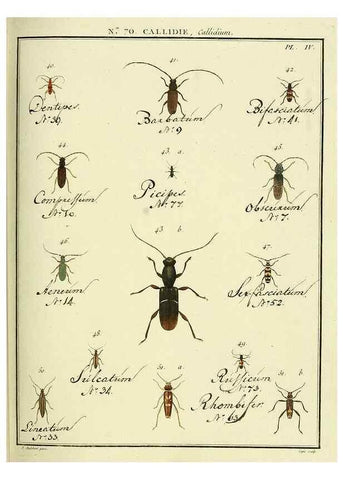 Reproducción/Reproduction 35732857861: Entomologie, ou, Histoire naturelle des insectes :. A Paris :De l'Imprimerie de Baudoin,1789-1808.