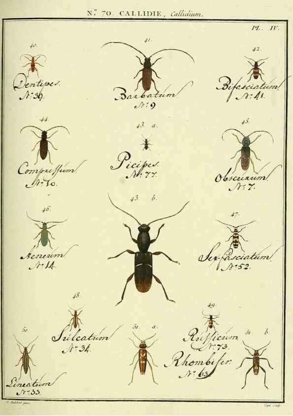 Reproducción/Reproduction 35732857861: Entomologie, ou, Histoire naturelle des insectes :. A Paris :De l'Imprimerie de Baudoin,1789-1808.