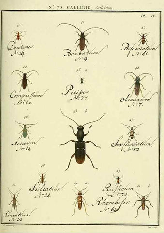 Reproducción/Reproduction 35732857861: Entomologie, ou, Histoire naturelle des insectes :. A Paris :De l'Imprimerie de Baudoin,1789-1808.