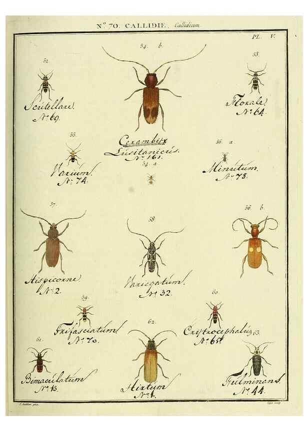 Reproducción/Reproduction 35055359633: Entomologie, ou, Histoire naturelle des insectes :. A Paris :De l'Imprimerie de Baudoin,1789-1808.