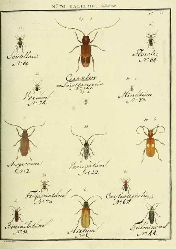 Reproducción/Reproduction 35055359633: Entomologie, ou, Histoire naturelle des insectes :. A Paris :De l'Imprimerie de Baudoin,1789-1808.