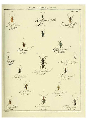 Reproducción/Reproduction 35055360463: Entomologie, ou, Histoire naturelle des insectes :. A Paris :De l'Imprimerie de Baudoin,1789-1808.