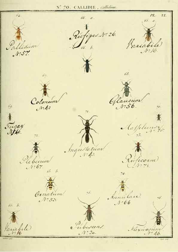 Reproducción/Reproduction 35055360463: Entomologie, ou, Histoire naturelle des insectes :. A Paris :De l'Imprimerie de Baudoin,1789-1808.