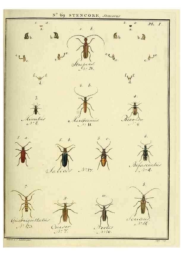 Reproducción/Reproduction 35732852691: Entomologie, ou, Histoire naturelle des insectes :. A Paris :De l'Imprimerie de Baudoin,1789-1808.