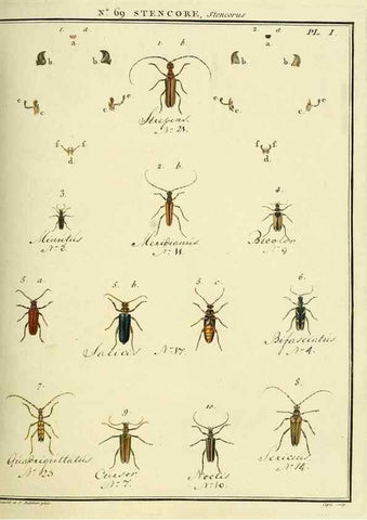 Reproducción/Reproduction 35732852691: Entomologie, ou, Histoire naturelle des insectes :. A Paris :De l'Imprimerie de Baudoin,1789-1808.