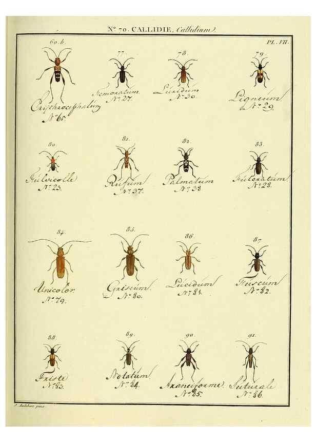 Reproducción/Reproduction 35824041126: Entomologie, ou, Histoire naturelle des insectes :. A Paris :De l'Imprimerie de Baudoin,1789-1808.