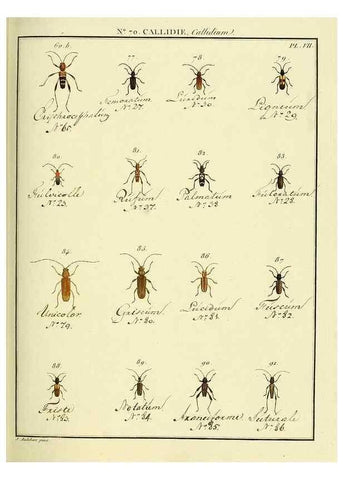 Reproducción/Reproduction 35824041126: Entomologie, ou, Histoire naturelle des insectes :. A Paris :De l'Imprimerie de Baudoin,1789-1808.