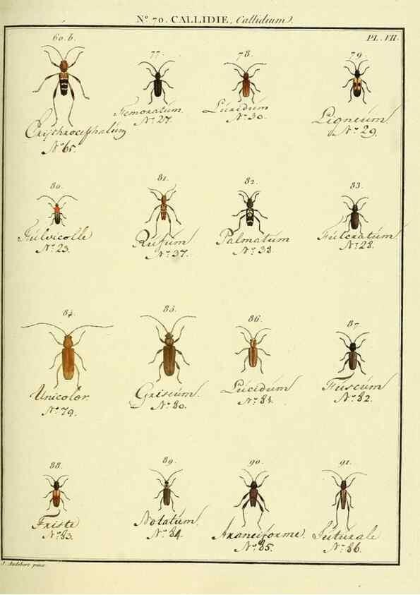 Reproducción/Reproduction 35824041126: Entomologie, ou, Histoire naturelle des insectes :. A Paris :De l'Imprimerie de Baudoin,1789-1808.