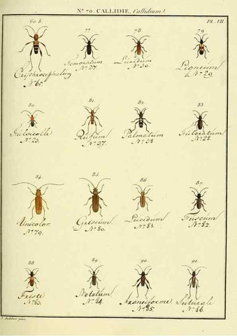 Reproducción/Reproduction 35824041126: Entomologie, ou, Histoire naturelle des insectes :. A Paris :De l'Imprimerie de Baudoin,1789-1808.