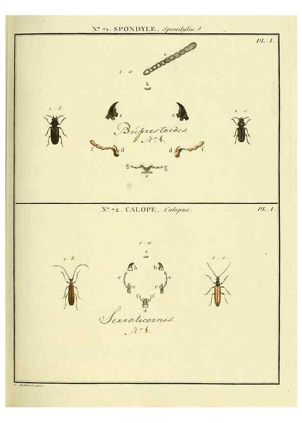 Reproducción/Reproduction 35824043736: Entomologie, ou, Histoire naturelle des insectes :. A Paris :De l'Imprimerie de Baudoin,1789-1808.
