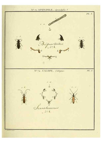 Reproducción/Reproduction 35824043736: Entomologie, ou, Histoire naturelle des insectes :. A Paris :De l'Imprimerie de Baudoin,1789-1808.