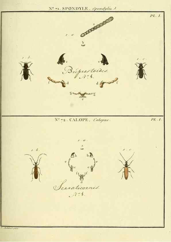 Reproducción/Reproduction 35824043736: Entomologie, ou, Histoire naturelle des insectes :. A Paris :De l'Imprimerie de Baudoin,1789-1808.