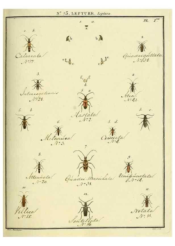 Reproducción/Reproduction 35824045446: Entomologie, ou, Histoire naturelle des insectes :. A Paris :De l'Imprimerie de Baudoin,1789-1808.