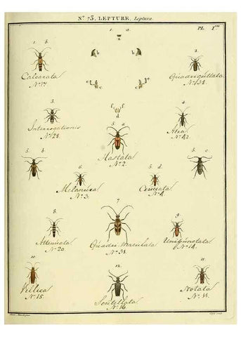 Reproducción/Reproduction 35824045446: Entomologie, ou, Histoire naturelle des insectes :. A Paris :De l'Imprimerie de Baudoin,1789-1808.