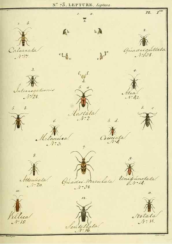 Reproducción/Reproduction 35824045446: Entomologie, ou, Histoire naturelle des insectes :. A Paris :De l'Imprimerie de Baudoin,1789-1808.