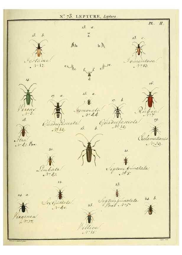 Reproducción/Reproduction 35824047136: Entomologie, ou, Histoire naturelle des insectes :. A Paris :De l'Imprimerie de Baudoin,1789-1808.